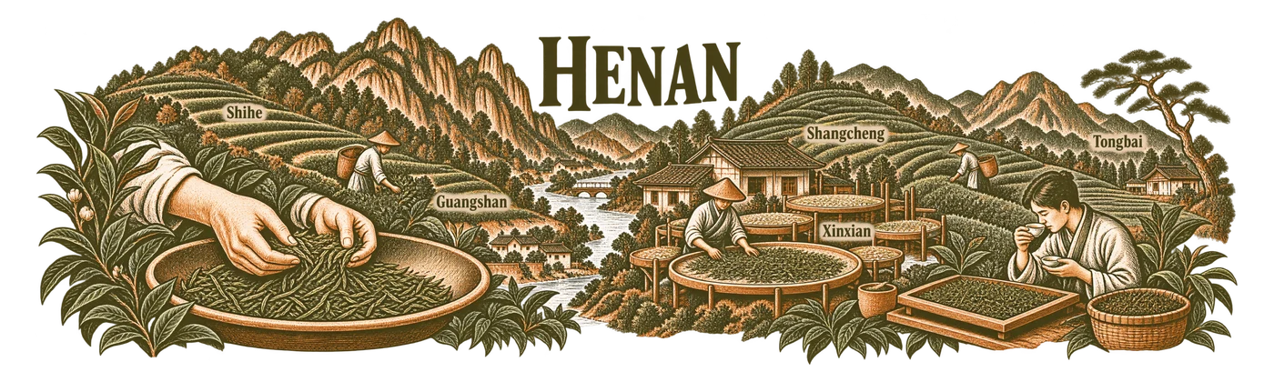 Henan — Maojian in the master's hands
