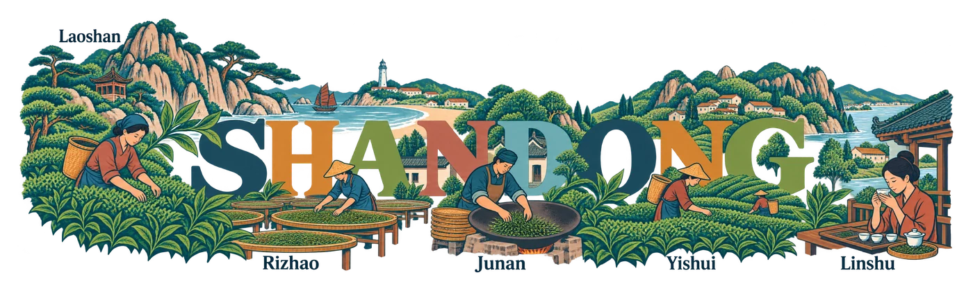 Shandong — Coastal tea word